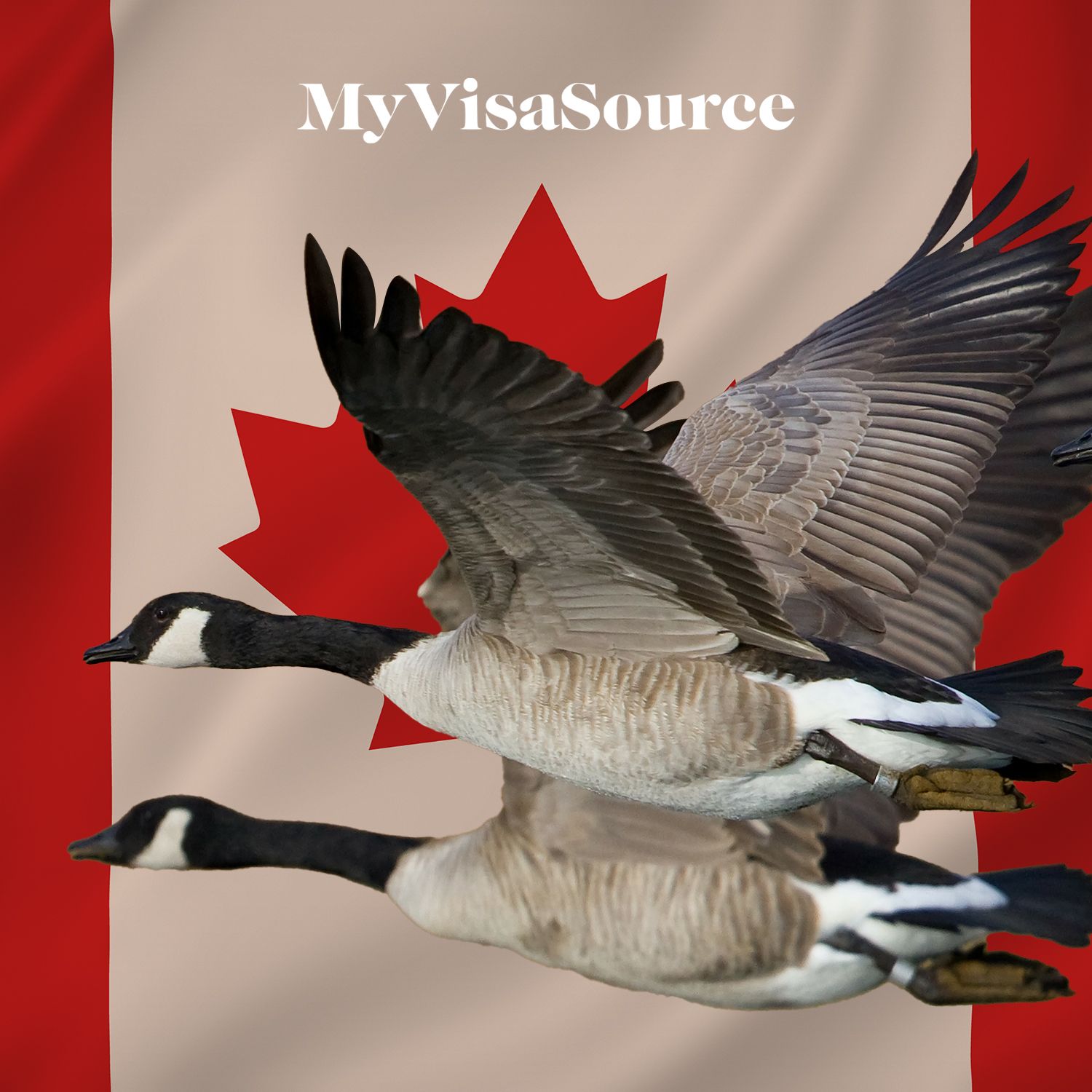 flying geese with canadian flag my visa source