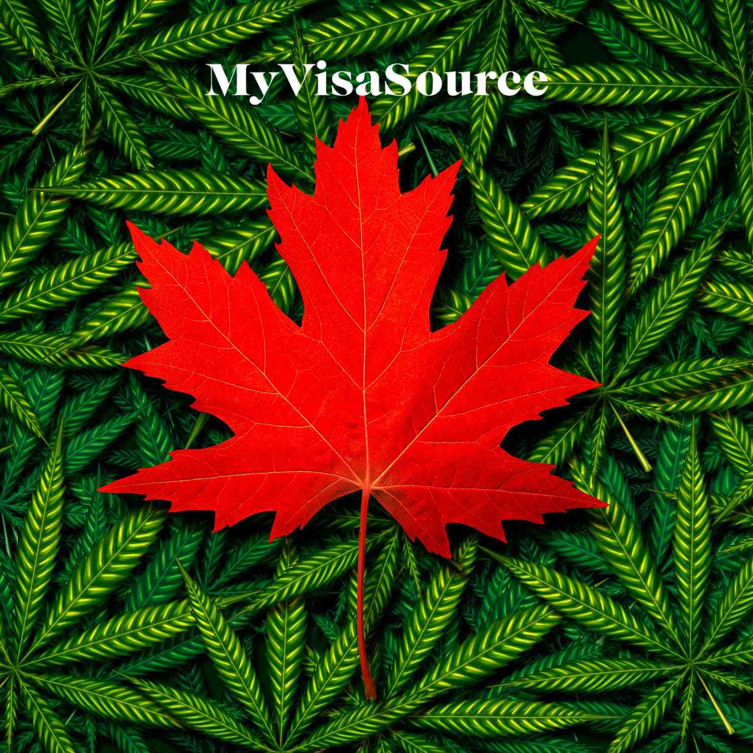 marijuana leaves with a canadian red maple leaf on top my visa source