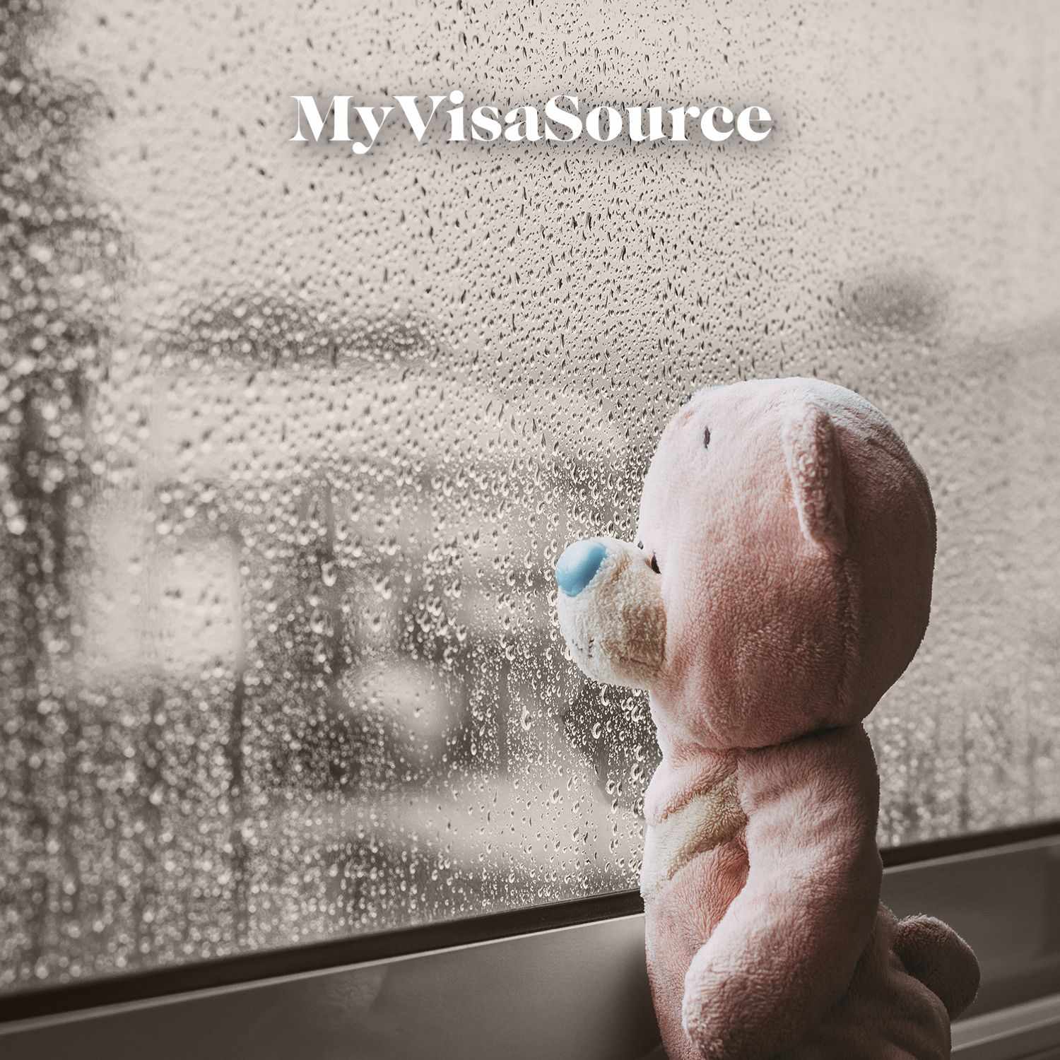 stuffed bear looking sad at the window my visa source